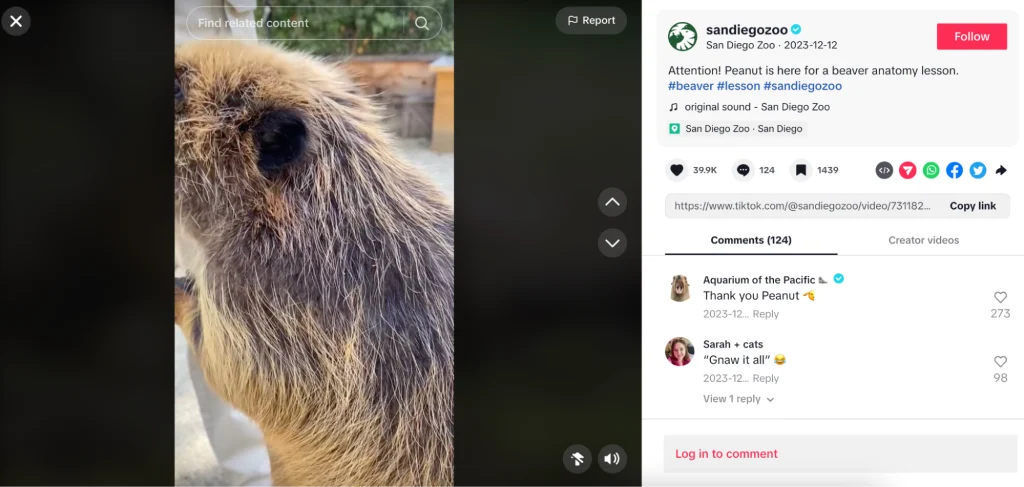 San Diego Zoon instagram feed _ humanize your brand